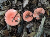 Russula nitida image