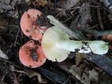 Russula nitida image