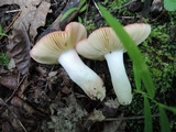 Russula nitida image