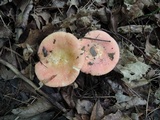 Russula nitida image