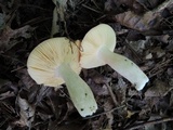 Russula nitida image