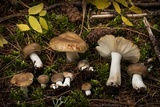 Russula foetentula image