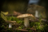 Russula foetentula image