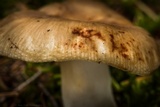 Russula foetentula image