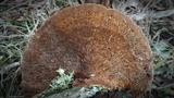 Daedaleopsis confragosa image