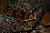 Gloeophyllum sepiarium image
