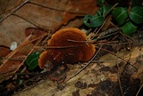 Gloeophyllum sepiarium image