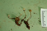 Collybia cookei image