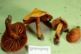 Cortinarius distans image