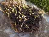 Leptogium palmatum image