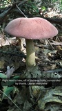 Tylopilus rubrobrunneus image