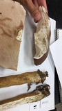 Tylopilus rubrobrunneus image