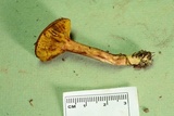 Phylloporus leucomycelinus image