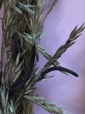 Claviceps purpurea image