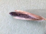 Claviceps purpurea image