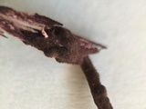 Claviceps purpurea image