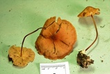 Marasmius floridanus image