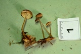 Gymnopus subnudus image