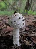 Amanita veldiei image