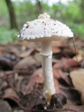 Amanita veldiei image