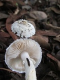 Amanita veldiei image
