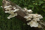 Pleurotus pulmonarius image