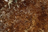 Tilachlidium brachiatum image