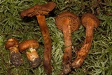 Cortinarius tofaceus image