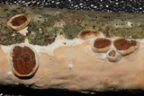 Licrostroma subgiganteum image