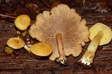 Callistosporium luteo-olivaceum image