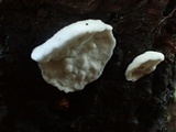 Postia fragilis image