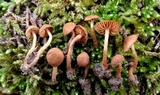 Flammulaster granulosus image