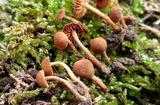 Flammulaster granulosus image