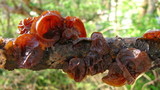 Exidia recisa image