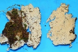Hyphodontia arguta image