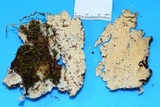 Hyphodontia arguta image