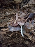 Bolbitius reticulatus image
