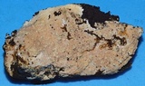 Scytinostroma protrusum image