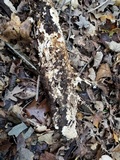 Scytinostroma protrusum image