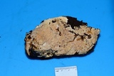 Scytinostroma protrusum image