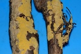 Vararia investiens image