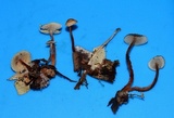Gymnopus spongiosus image