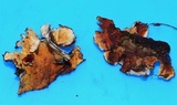 Stereum gausapatum image