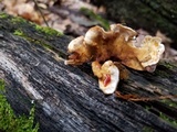 Stereum gausapatum image
