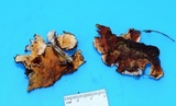 Stereum gausapatum image