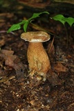 Tylopilus felleus image