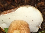 Tylopilus felleus image