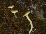 Tricholoma saponaceum image