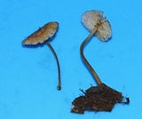 Marasmius floridanus image