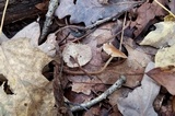 Marasmius floridanus image